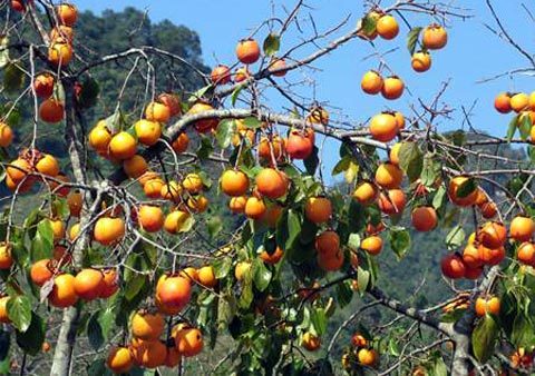 Hành trình tìm 100 món đặc sản Việt Nam