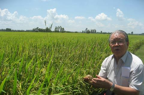 Nằm trên cánh đồng vàng mà vẫn nghèo