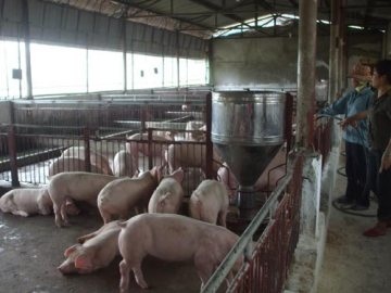 Giá thịt 'qua mặt' giá vàng