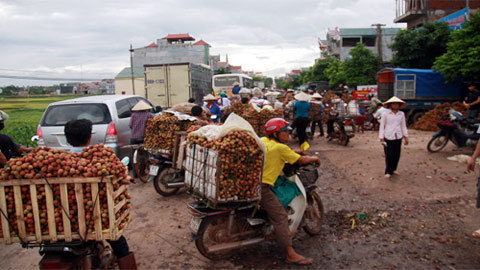 Nói và làm: Chính sách nhiều, nông dân vẫn khổ