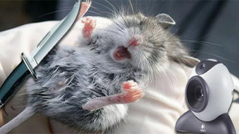 Bị phạt do giết chuột trên... Facebook