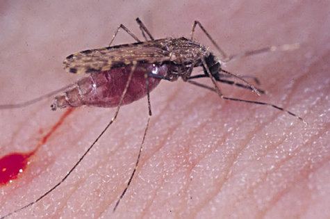 hình ảnh : Muỗi, Côn trùng, Hình bóng, Aedes, Anopheles, sinh học, Cắn,  Máu, Lỗi, Bay, Biểu tượng, bị cô lập, Vĩ mô, thiên nhiên, Ký sinh trùng,  mùa hè, ký hiệu,