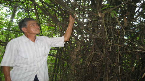 Kỳ lạ loài tre mọc ngược ở Nghệ An