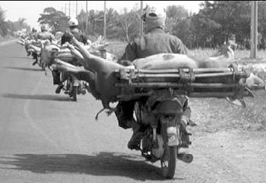 Lợn Trung Quốc vào Việt Nam: Nguy cơ dịch bệnh