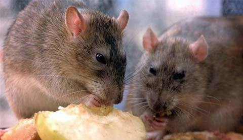 Bà lão 80 tuổi bị chuột cắn chết