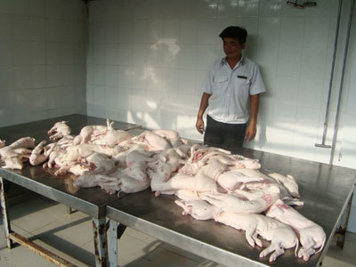 Kinh hoàng lợn sữa quay