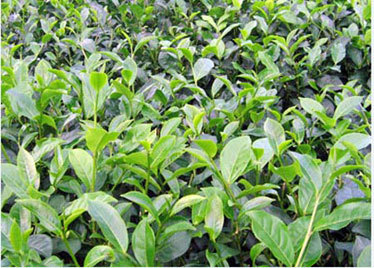 'Ngón đòn hiểm ác' của thương lái TQ khiến dân Việt điêu đứng