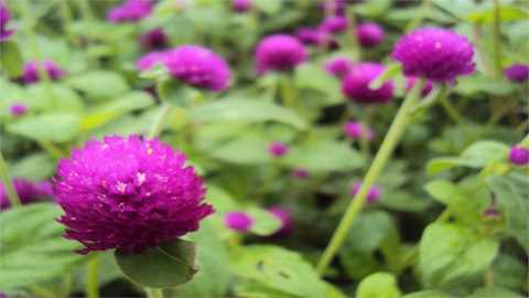 Giới trẻ Hà Thành đi 'săn' hoa bách nhật
