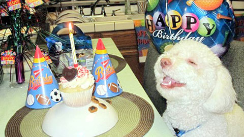 Ngỡ ngàng tiệc sinh nhật... chó của sếp