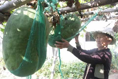 Kỳ lạ ngôi làng trồng bí đao khổng lồ