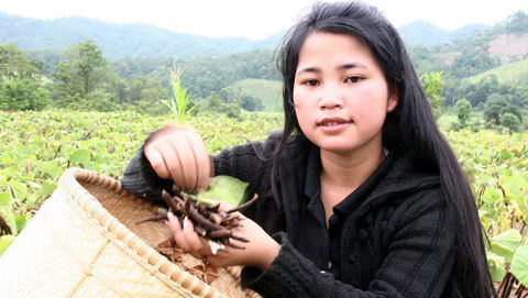 Cô bé thủ khoa hái đậu thuê cách nhà 200km