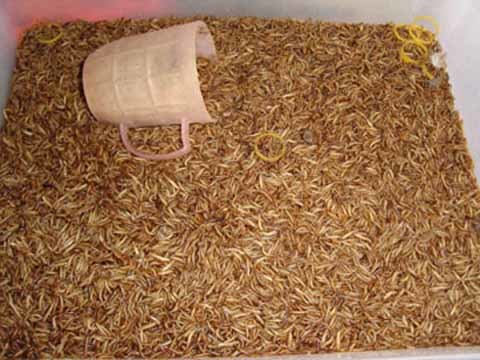 Kỳ quái chuyện nuôi sâu để làm giàu