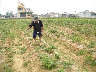 Điêu đứng vì phá lúa trồng ớt bán cho TQ