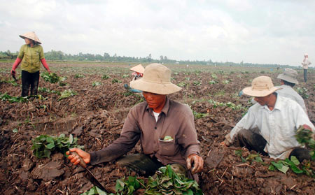 TQ trồng khoai ở ta: Lo lắng thái quá