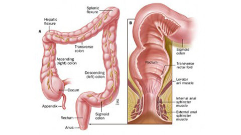Thuốc hay trị viêm đại tràng mạn tính