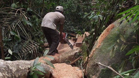 Lâm tặc mừng reo theo… thuỷ điện
