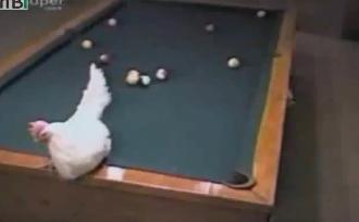 Gà mái đánh 1 cơ hết bàn bi-a gây sốt Youtube