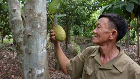 Buồn cho măng cụt, sầu thay mít tố nữ