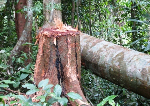 Tàn phá rừng kiếm tiền từ 'cây ích kỷ'