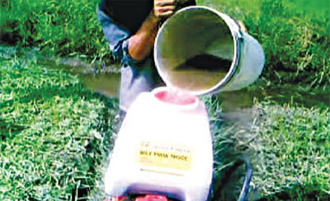 Tận mắt xem trồng rau muống siêu tốc