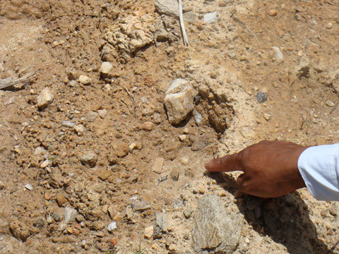 Kiểm lâm khuyến cáo dân vụ hổ rơi từ ôtô