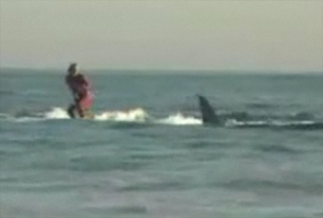 Lướt sóng câu cá mập