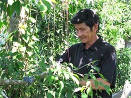Lão nông gàn để tiền tỷ ngoài vườn