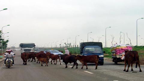 Bi hài chuyện trâu bò ở những làng quê đô thị hóa