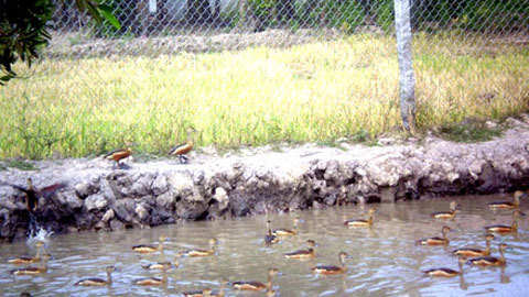 Hàng ‘độc’ tăng sinh lực tại các nhà hàng miền Tây