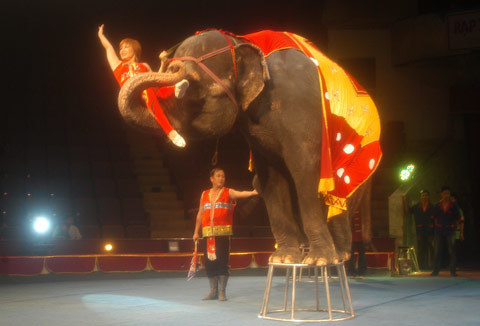 Đời xiếc nữ và chuyện nhan sắc bị tàn phá