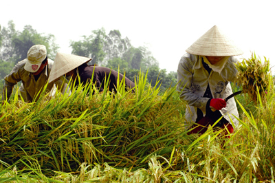 Gạo VN lao đao vì tin đồn nhảm và đầu cơ