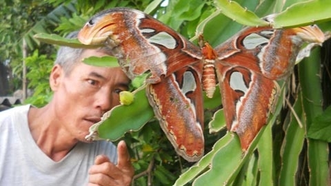 Lại xuất hiện bướm khổng lồ ở Nghệ An