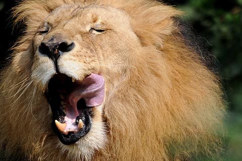 Lưỡi Sư Tử - Khám Phá Những Bí Ẩn và Ý Nghĩa Trong Tự Nhiên và Văn Hóa