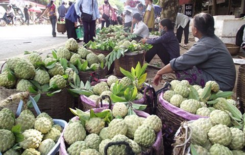 Na Lạng Sơn: Điệp khúc được mùa xuống giá