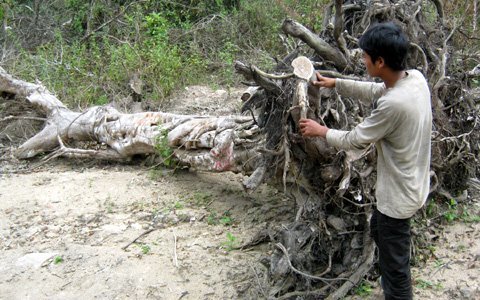 Phú Yên:  Hai người tử vong vì cưa bom