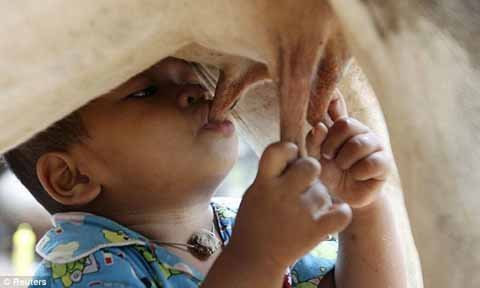 Bé 18 tháng sống nhờ bú bò