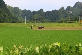 Luống cày