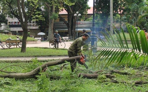 Hà Nội: Tranh nhau 'hôi' gỗ sưa