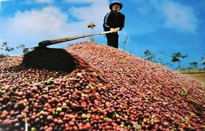 Sẽ kiện đòi thương hiệu cà phê Buôn Ma Thuột