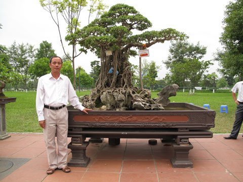 “Siêu cây triệu đô” của đại gia đất Cảng