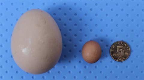 Tận mục quả trứng gà bé nhất thế giới