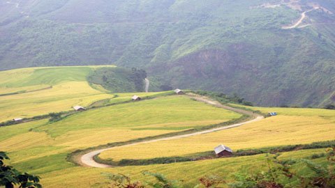 Giới trẻ phượt mùa lúa chín