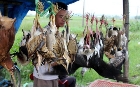 Công khai ‘thảm sát’ chim trời trên quốc lộ