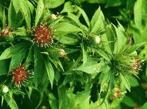 Giúp người già bớt khổ sở vì phong thấp