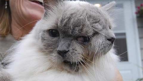 Xem mèo hai đầu sống lâu nhất thế giới