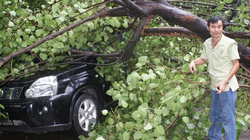 Hà Nội: Cây đổ đè bẹp 1 ôtô và nhiều xe máy
