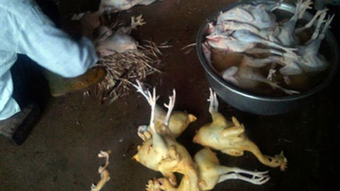 Kinh hoàng gà nhuộm chất gây ung thư
