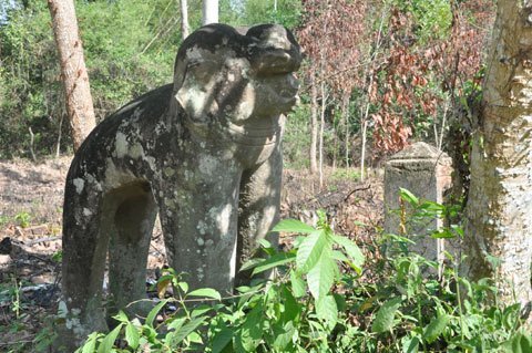 Cây duối và 'nỗi lo' 7 đời chủ tịch xã