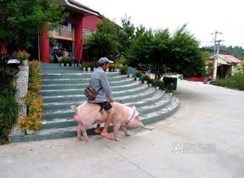 Cưỡi lợn đi làm để bảo vệ môi trường