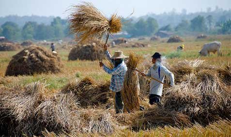 'Cứu' dân, Thủ tướng Thái lệnh mua gạo cao hơn thị trường